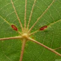 Macaranga indica Wight